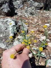 Lomatium marginatum marginatum