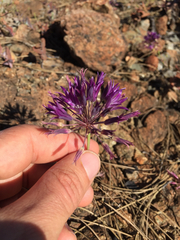Allium fimbriatum