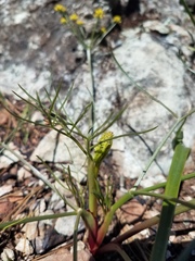 Lomatium marginatum marginatum
