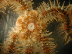 Brittle Star