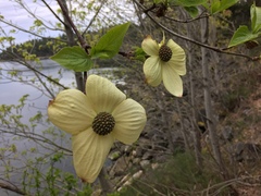 Cornus nuttallii