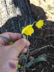 Calochortus amabilis