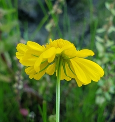 Helenium autumnale