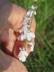 Lobelia appendiculata