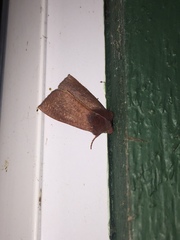 Orthosia transparens