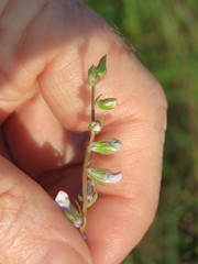 Lobelia appendiculata