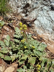 Sanicula bipinnatifida