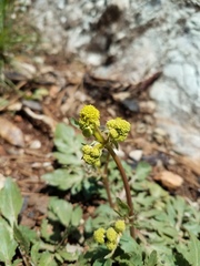 Sanicula bipinnatifida