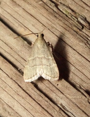 Arta epicoenalis