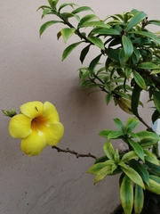 Allamanda cathartica