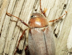 Phyllophaga crinita