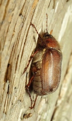 Phyllophaga crinita