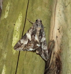 Melipotis jucunda