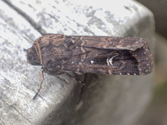 Proteuxoa microspila