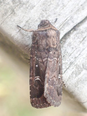 Proteuxoa microspila