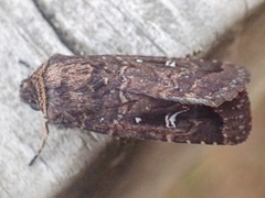 Proteuxoa microspila