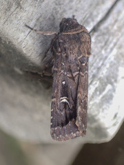 Proteuxoa microspila