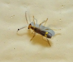 Malthinus occipitalis