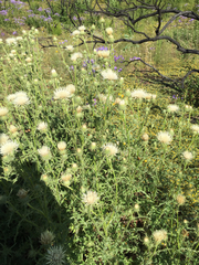 Cirsium cymosum