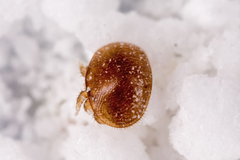 Varroa destructor