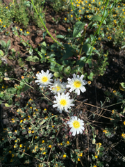 Malacothrix floccifera