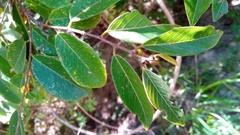 Bridelia pervilleana