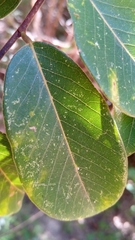 Bridelia pervilleana