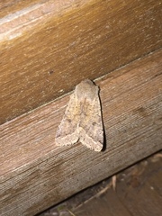 Orthosia pacifica