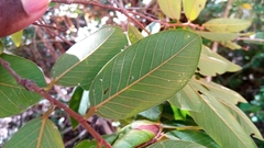 Bridelia pervilleana