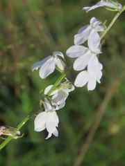 Lobelia appendiculata