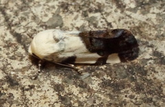 Tarache tetragona