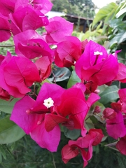 Bougainvillea