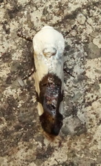 Tarache tetragona