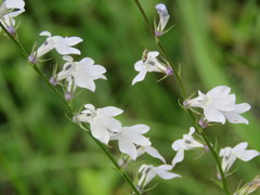 Lobelia appendiculata