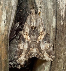 Melipotis jucunda