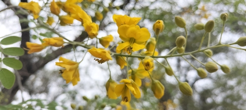 Erythrostemon mexicanus