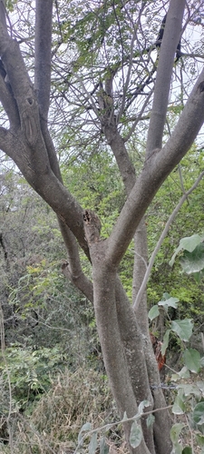 Image of Erythrostemon mexicanus by (c) Tereso Hernández Morales, some rights reserved (CC BY)