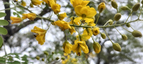 Erythrostemon mexicanus