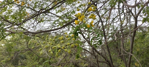 Erythrostemon mexicanus