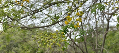 Erythrostemon mexicanus