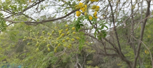 Erythrostemon mexicanus