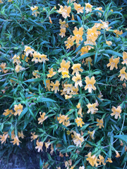 Diplacus constrictus