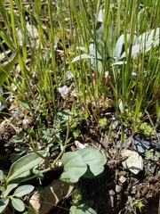 Cardamine pachystigma dissectifolia