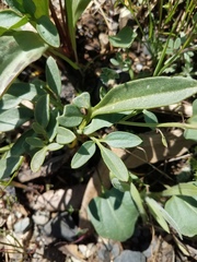 Cardamine pachystigma dissectifolia