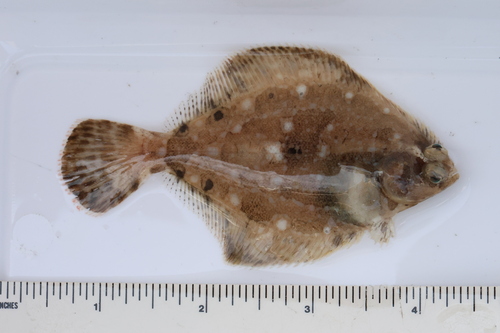 Spotted turbot (Pleuronichthys ritteri) — Pleuronectidae — 2