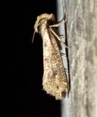 Acrolophus mortipennella