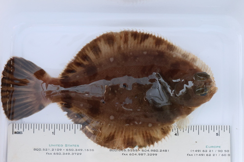 Hoornkop-bot (Pleuronichthys verticalis) — Pleuronectidae — 3