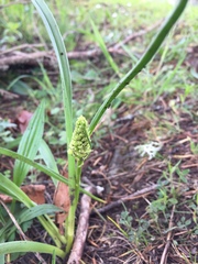 Toxicoscordion venenosum