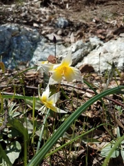 Erythronium multiscapideum