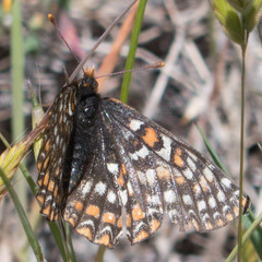 Euphydryas editha bayensis